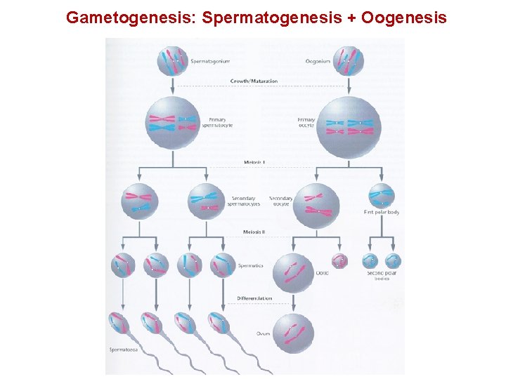 Gametogenesis: Spermatogenesis + Oogenesis 