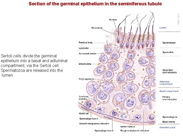 Section of the germinal epithelium in the seminiferous tubule Sertoli cells divide the germinal