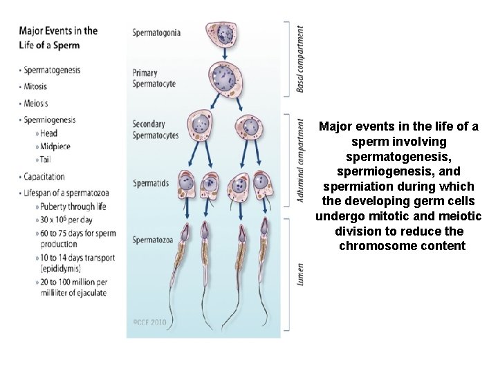Major events in the life of a sperm involving spermatogenesis, spermiogenesis, and spermiation during