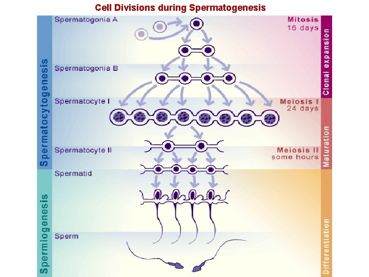 Cell Divisions during Spermatogenesis 