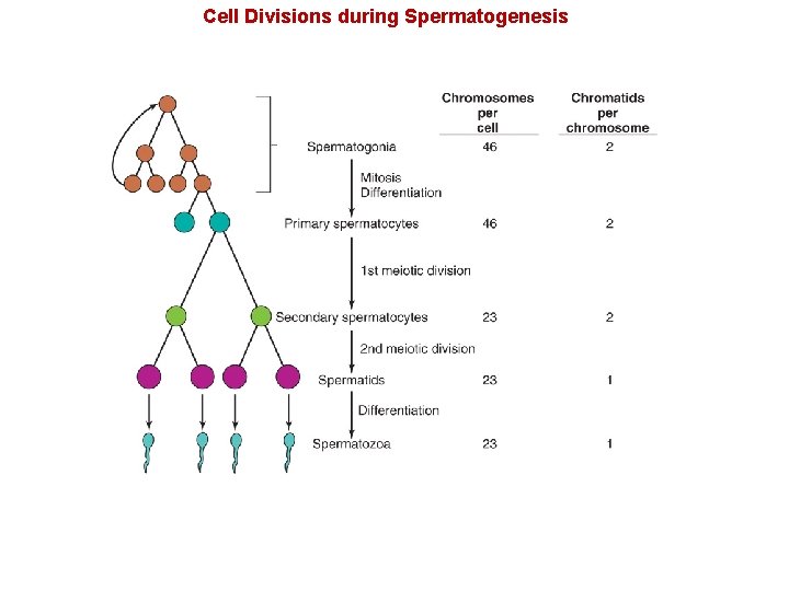 Cell Divisions during Spermatogenesis 