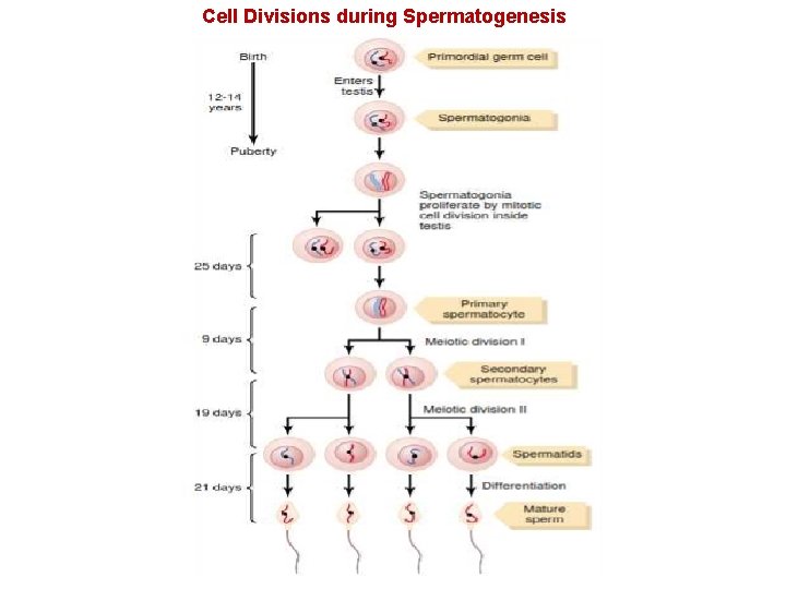 Cell Divisions during Spermatogenesis 