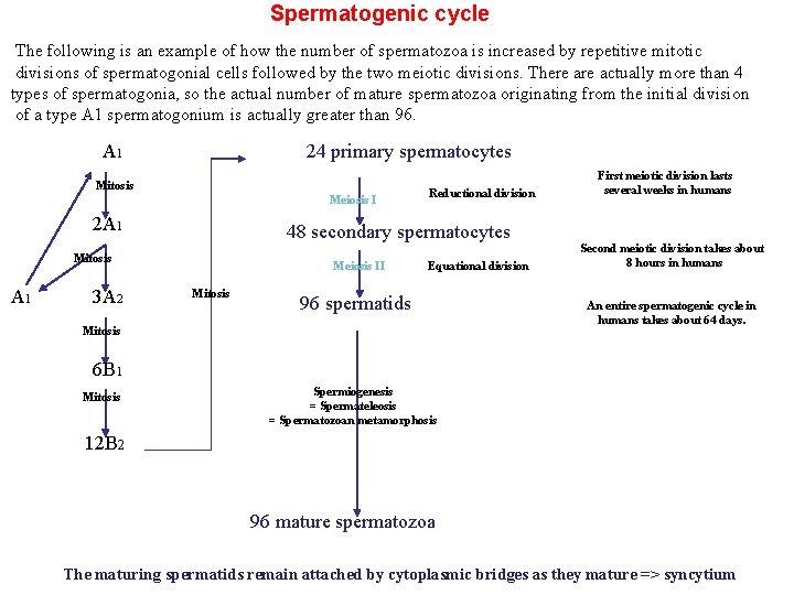 Spermatogenic cycle The following is an example of how the number of spermatozoa is