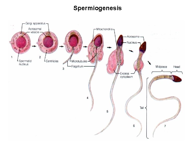 Spermiogenesis 26 