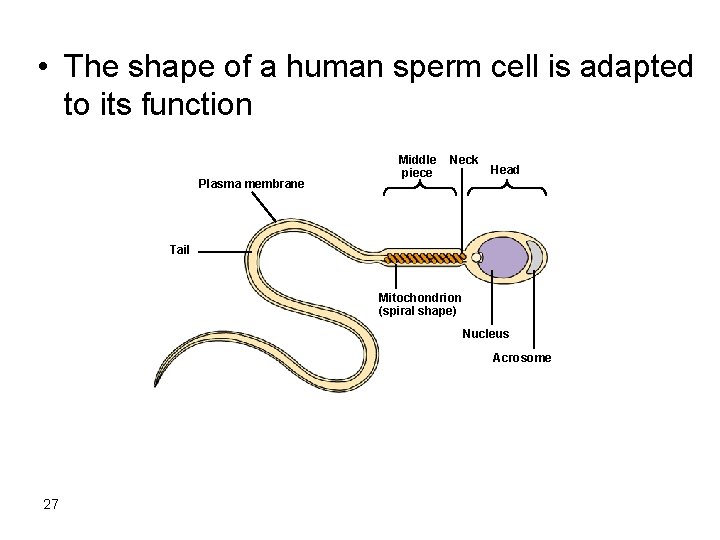  • The shape of a human sperm cell is adapted to its function