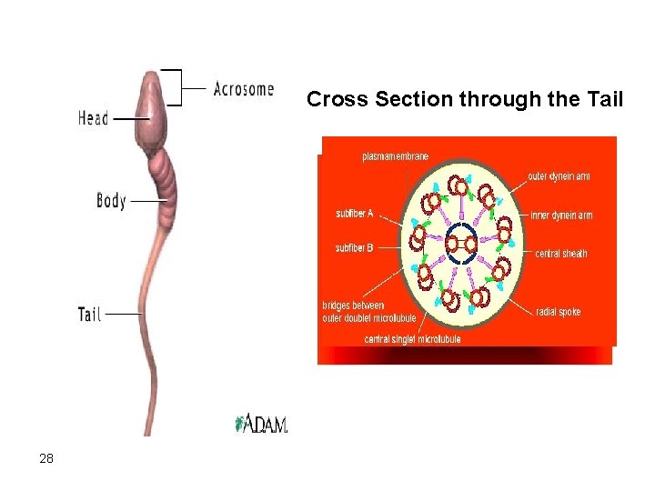 Cross Section through the Tail 28 