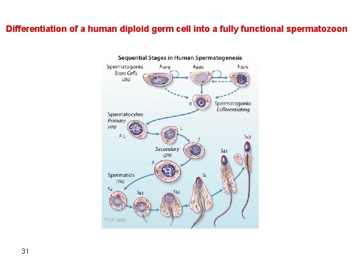 Differentiation of a human diploid germ cell into a fully functional spermatozoon 31 