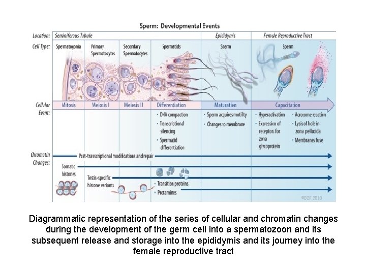 Diagrammatic representation of the series of cellular and chromatin changes during the development of