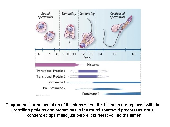 Diagrammatic representation of the steps where the histones are replaced with the transition proteins