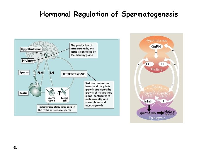 Hormonal Regulation of Spermatogenesis 35 