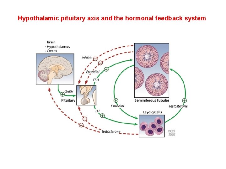 Hypothalamic pituitary axis and the hormonal feedback system 