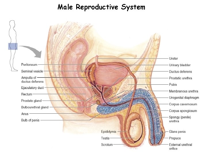 Male Reproductive System Production of: 1. Semen 2. Hormones 6 