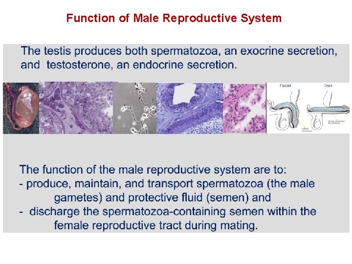 Function of Male Reproductive System 