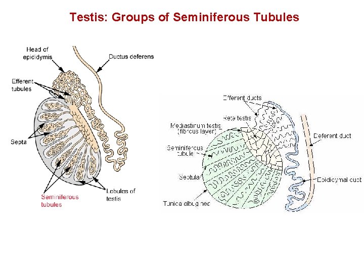 Testis: Groups of Seminiferous Tubules 9 