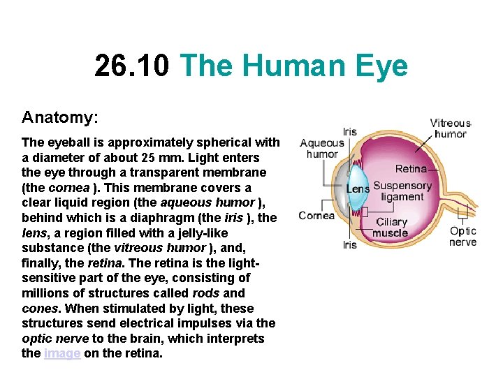 26. 10 The Human Eye Anatomy: The eyeball is approximately spherical with a diameter
