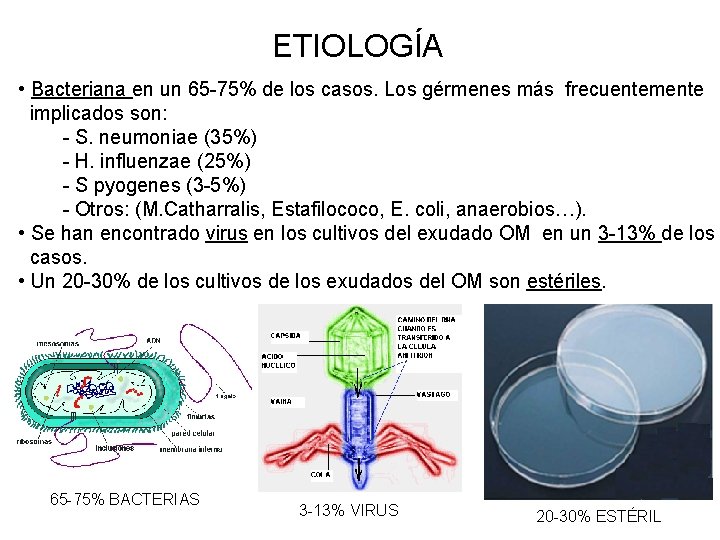 ETIOLOGÍA • Bacteriana en un 65 -75% de los casos. Los gérmenes más frecuentemente
