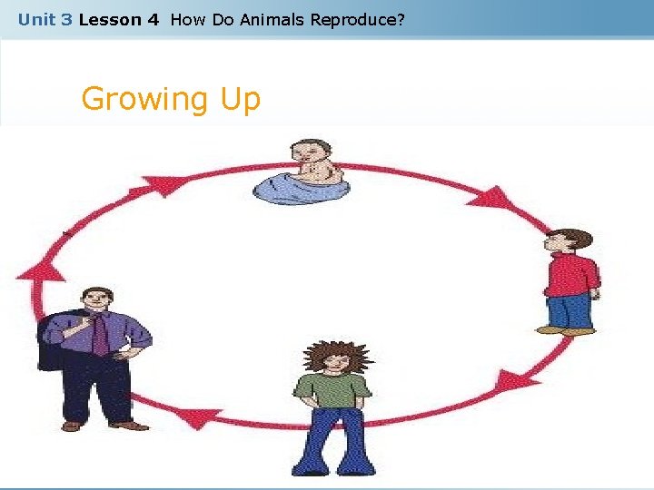 Unit 3 Lesson 4 How Do Animals Reproduce? Growing Up Copyright © Houghton Mifflin