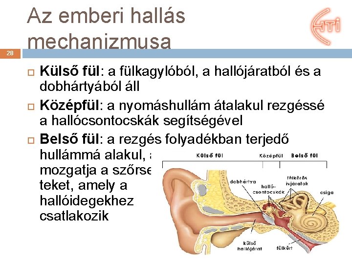 28 Az emberi hallás mechanizmusa Külső fül: a fülkagylóból, a hallójáratból és a dobhártyából