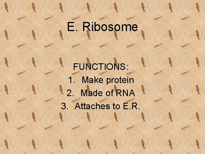 E. Ribosome FUNCTIONS: 1. Make protein 2. Made of RNA 3. Attaches to E.