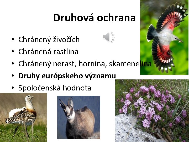 Druhová ochrana • • • Chránený živočích Chránená rastlina Chránený nerast, hornina, skamenelina Druhy