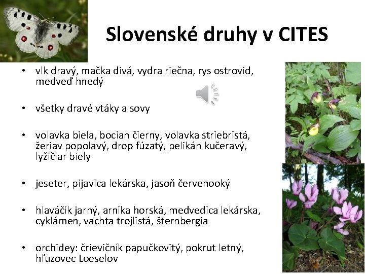 Slovenské druhy v CITES • vlk dravý, mačka divá, vydra riečna, rys ostrovid, medveď