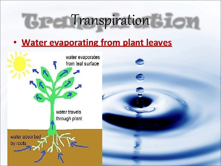 Transpiration • Water evaporating from plant leaves 