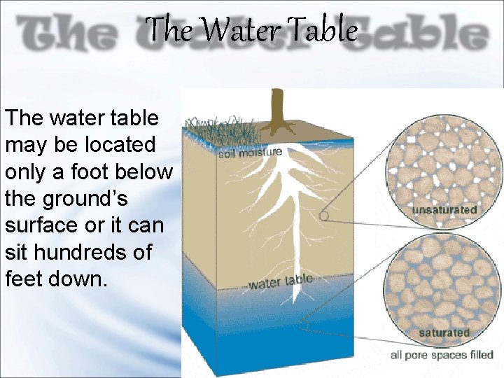 The Water Table The water table may be located only a foot below the
