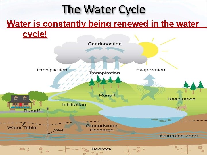 The Water Cycle Water is constantly being renewed in the water cycle! 