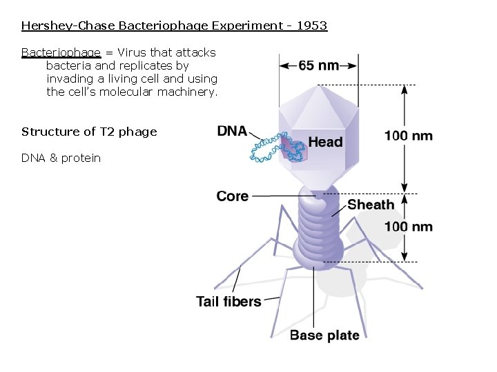 Hershey-Chase Bacteriophage Experiment - 1953 Bacteriophage = Virus that attacks bacteria and replicates by