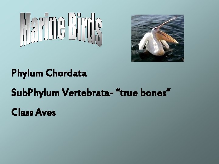 Phylum Chordata Sub. Phylum Vertebrata- “true bones” Class Aves 