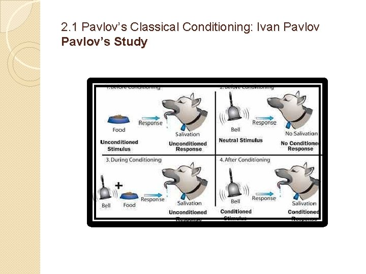 2. 1 Pavlov’s Classical Conditioning: Ivan Pavlov’s Study 