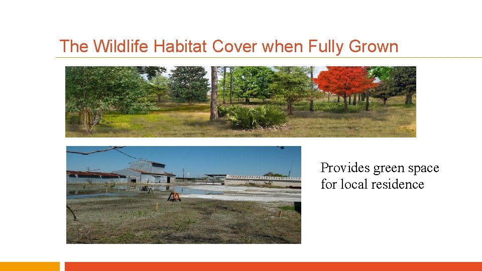 The Wildlife Habitat Cover when Fully Grown Provides green space for local residence 