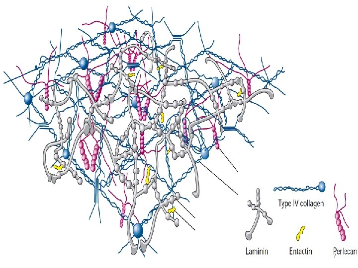 1 THE EXTRACELLULAR MATRIX ECM Cells are embedded