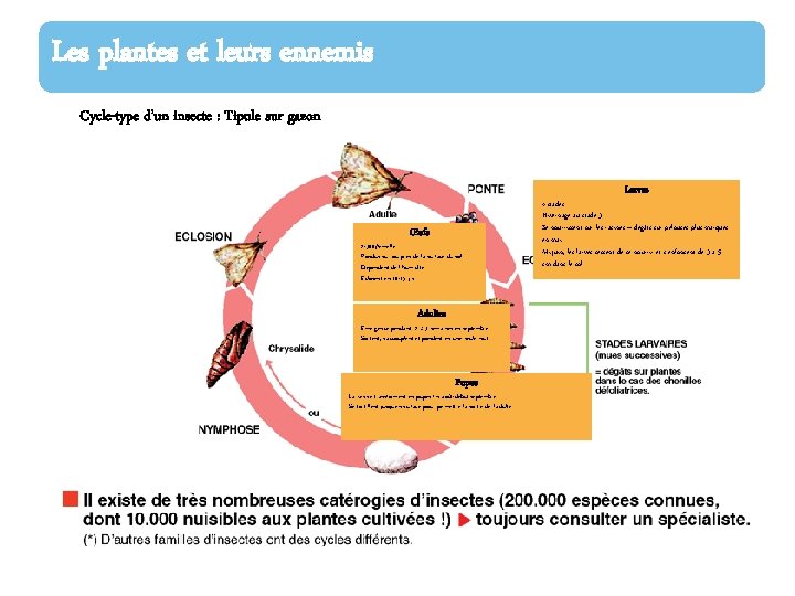 Les plantes et leurs ennemis Cycle-type d’un insecte : Tipule sur gazon Larves Œufs