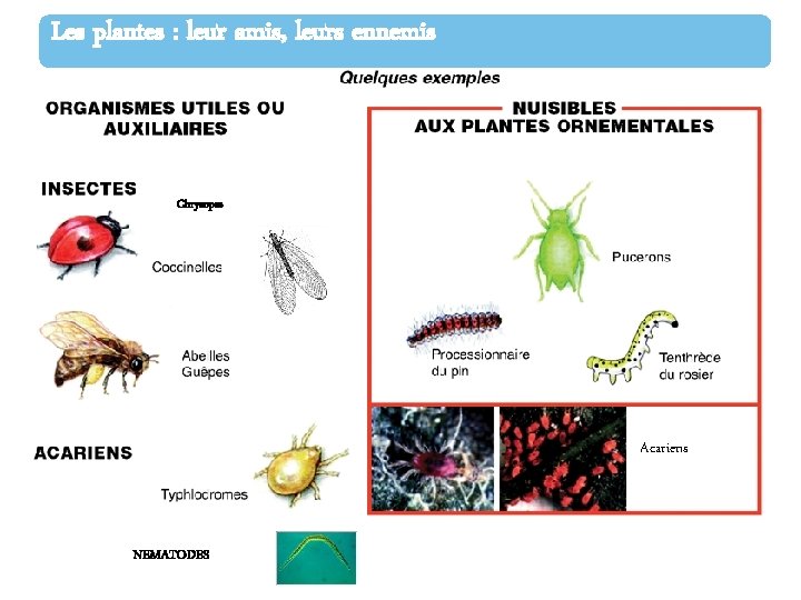 Les plantes : leur amis, leurs ennemis Chrysopes Acariens NEMATODES 