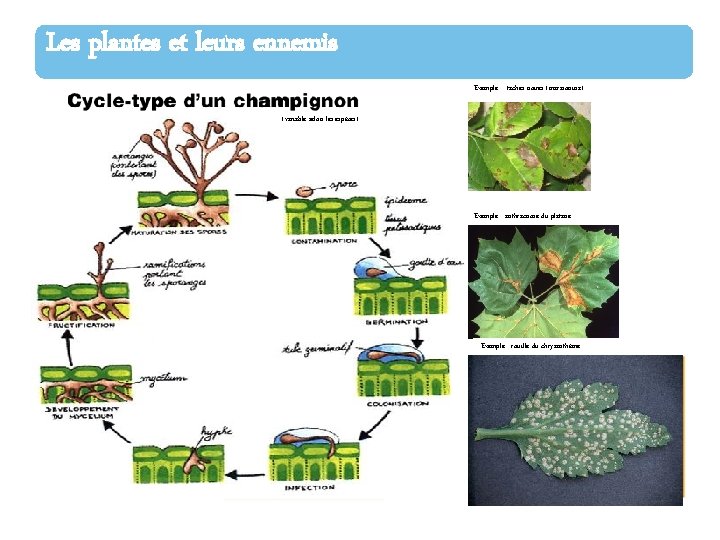 Les plantes et leurs ennemis Exemple : taches noires (marssonina) (variable selon les espèces)