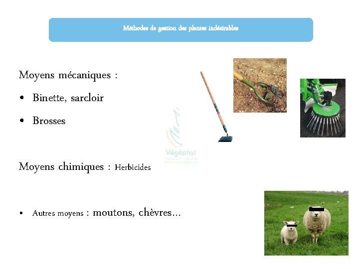 Méthodes de gestion des plantes indésirables Moyens mécaniques : • Binette, sarcloir • Brosses