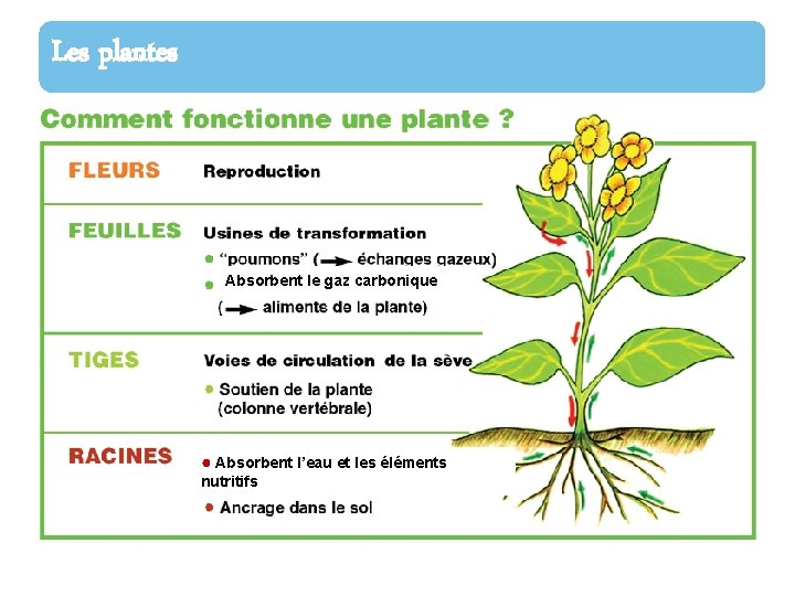 Les plantes Absorbent le gaz carbonique ● Absorbent l’eau et les éléments nutritifs 