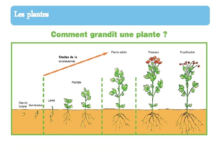 Les plantes 