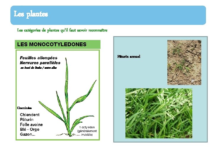 Les plantes Les catégories de plantes qu’il faut savoir reconnaître LES MONOCOTYLEDONES Pâturin annuel