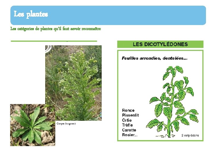 Les plantes Les catégories de plantes qu’il faut savoir reconnaître Conyza (érigeron) 