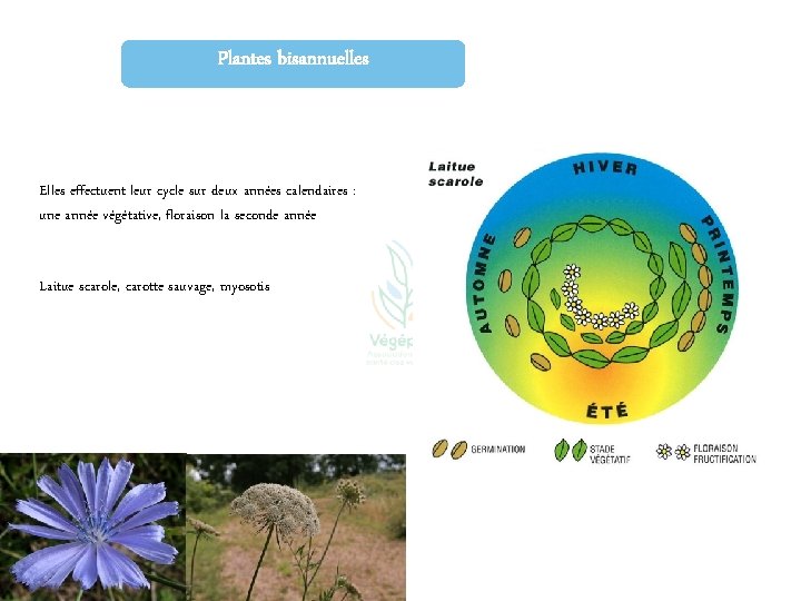 Plantes bisannuelles Elles effectuent leur cycle sur deux années calendaires : une année végétative,