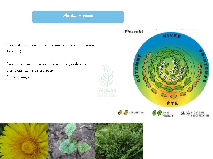 Plantes vivaces Elles restent en place plusieurs années de suite (au moins deux ans)