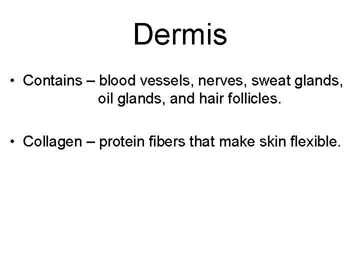 Dermis • Contains – blood vessels, nerves, sweat glands, oil glands, and hair follicles.