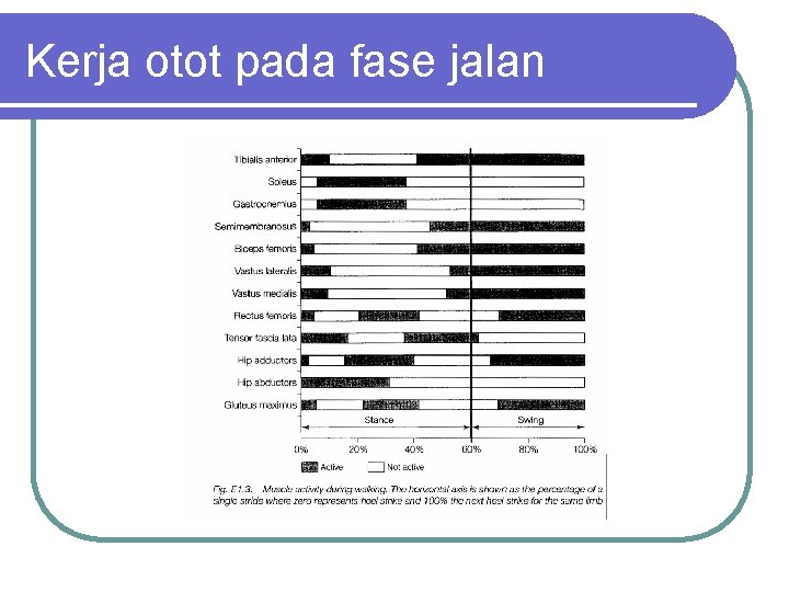 Kerja otot pada fase jalan 