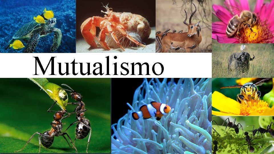 Mutualismo 