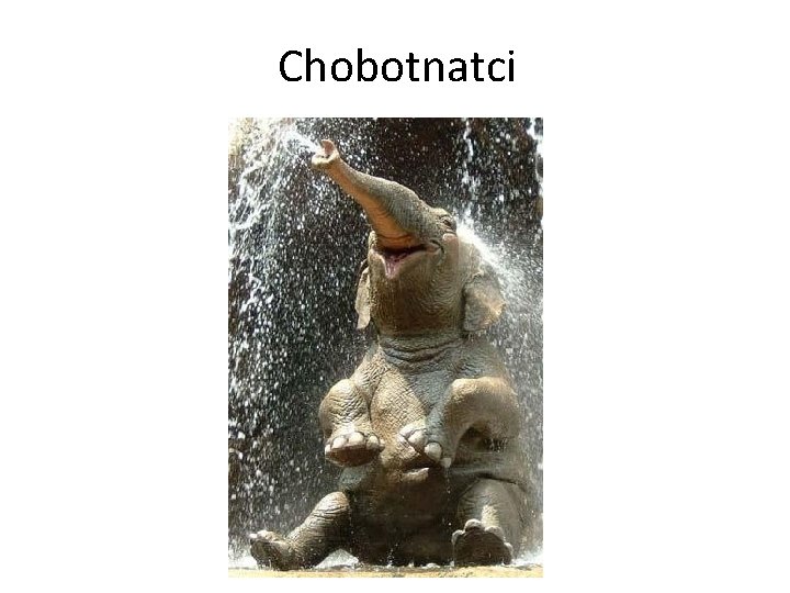 Chobotnatci 