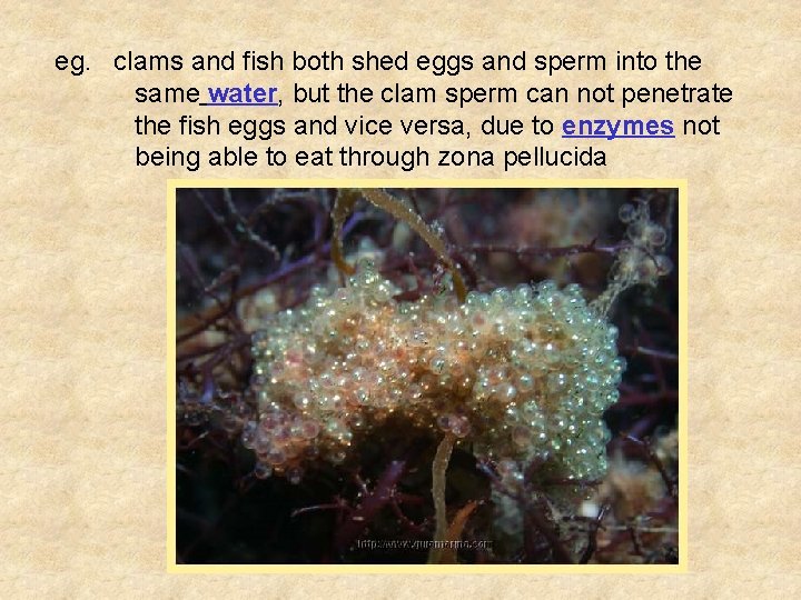 eg. clams and fish both shed eggs and sperm into the same water, but