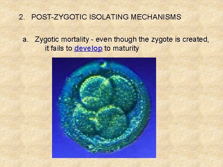 2. POST-ZYGOTIC ISOLATING MECHANISMS a. Zygotic mortality - even though the zygote is created,