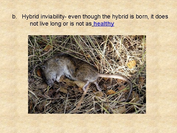 b. Hybrid inviability- even though the hybrid is born, it does not live long